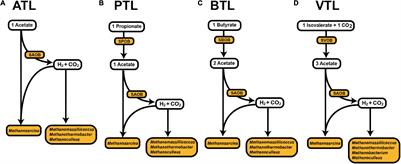 Energy Availability Determines Strategy of Microbial <mark class="highlighted">Amino Acid Synthesis</mark> in Volatile Fatty Acid–Fed Anaerobic Methanogenic Chemostats